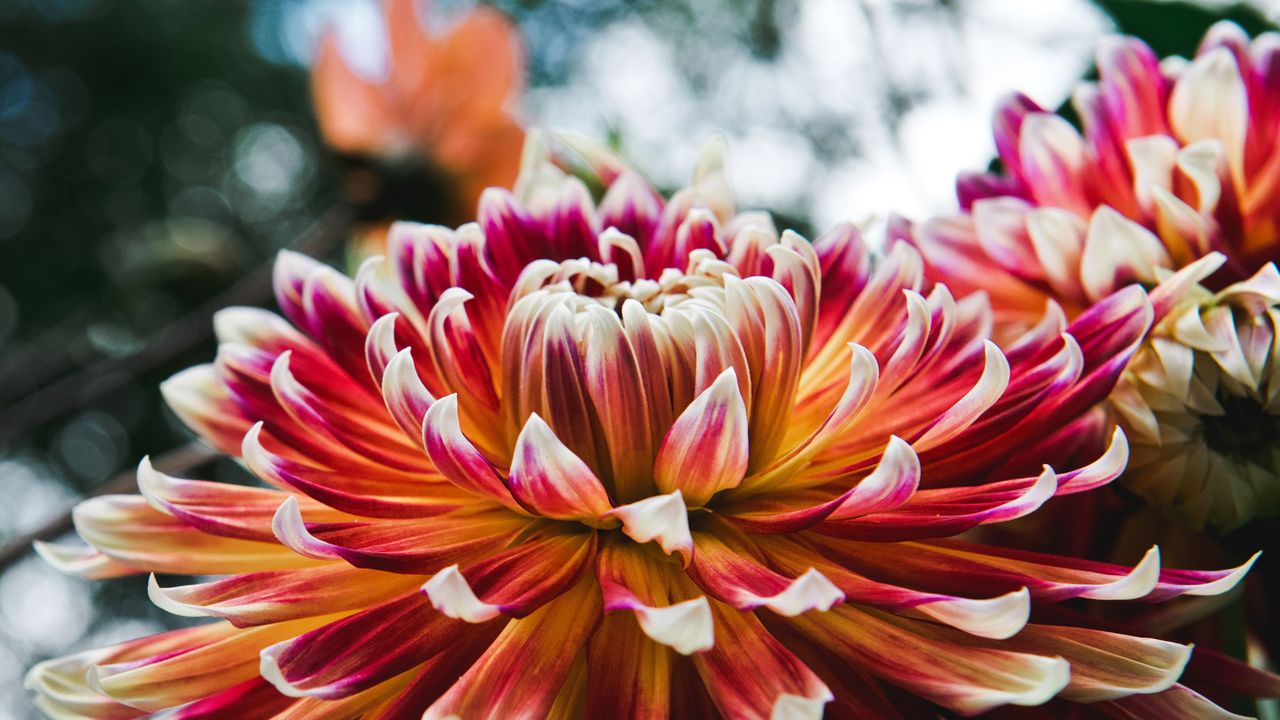 Dahlias blooming in a sunny garden