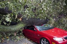 A red car is partially crushed by a fallen tree after a hurricane.