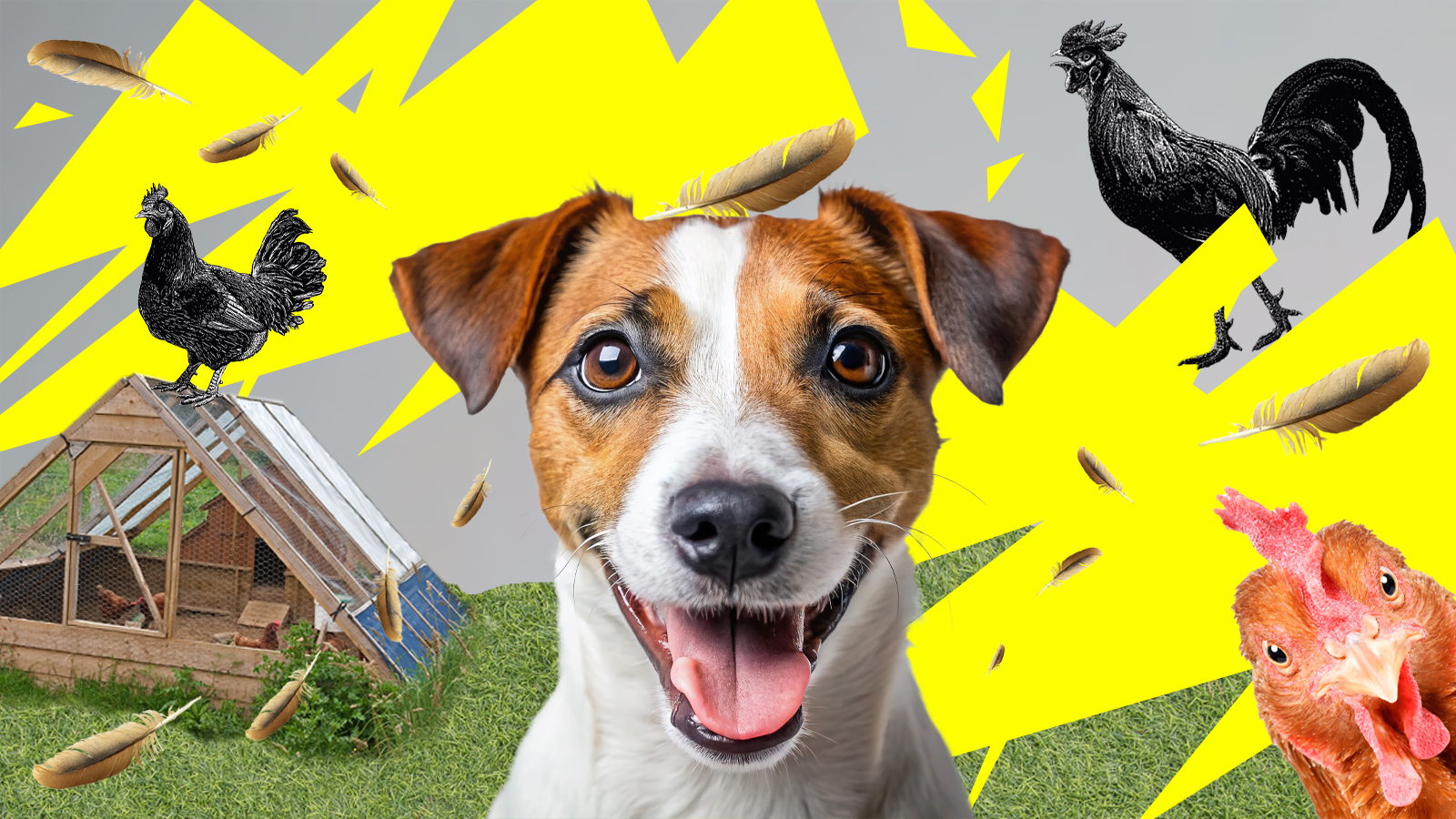 A dog surrounded by chickens and general mayhem