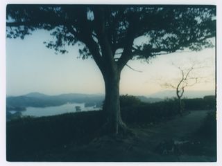 David Abrahams Kyushu photograph, tree above the coast