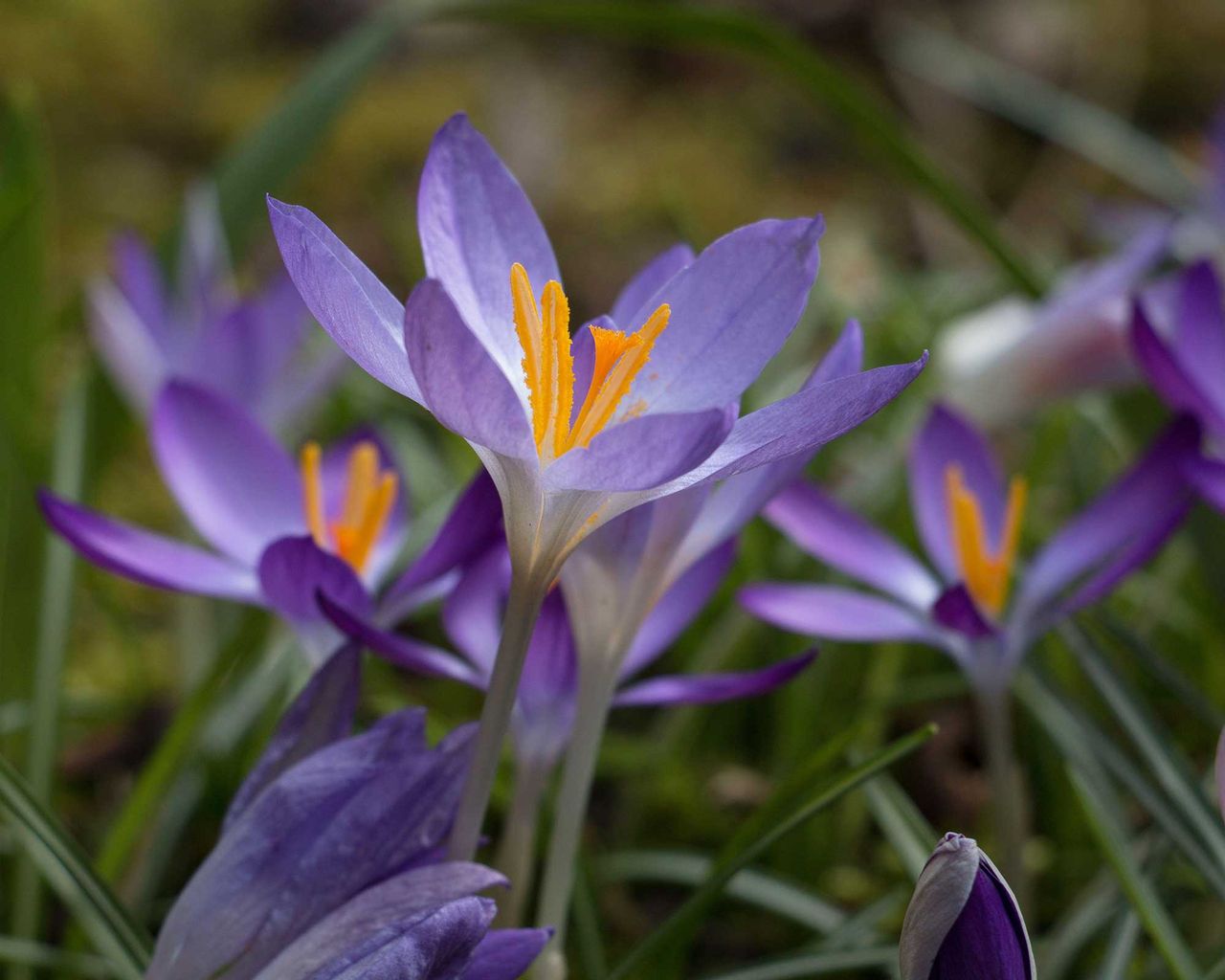 Types of crocus: 12 spring-flowering bulbs | Gardeningetc
