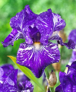 Bearded Irises in purple tones