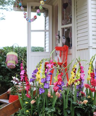 colorful gladioli outside summer house