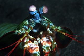 A close-up of a peacock mantis shrimp.