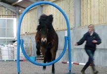 horse_agility.jpg