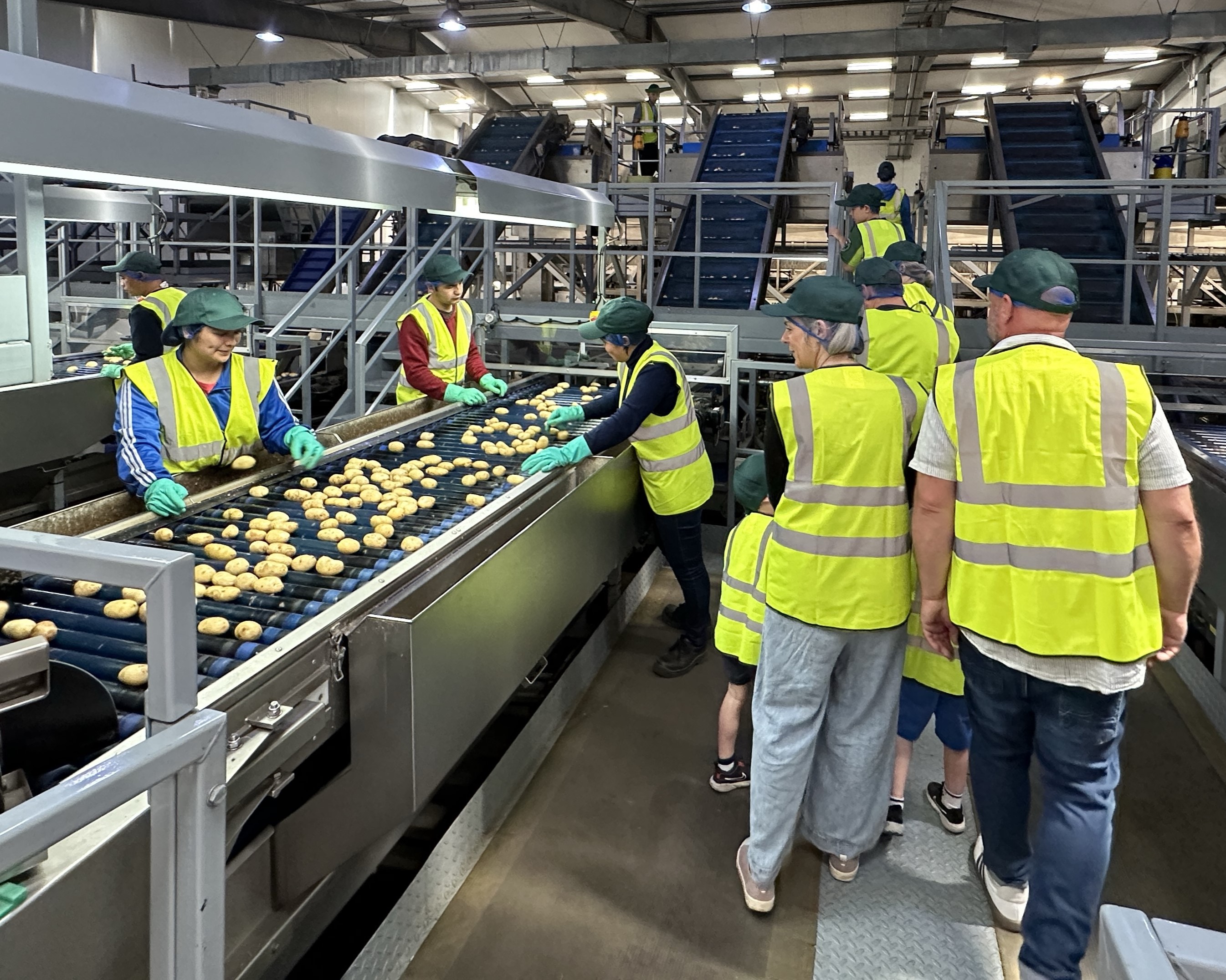 potatoes on a conveyor belt