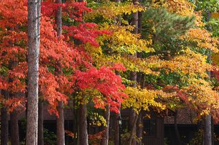 The colorful foliage of autumn