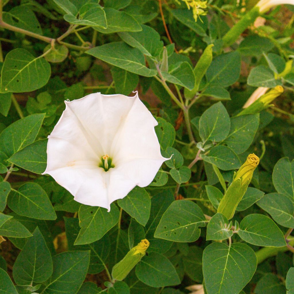 Care For Moonflowers How To Grow A Moonflower Vine Gardening Know How