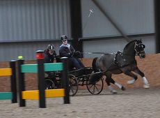 Emily Ham driving Mr J (Crossfield Glory)