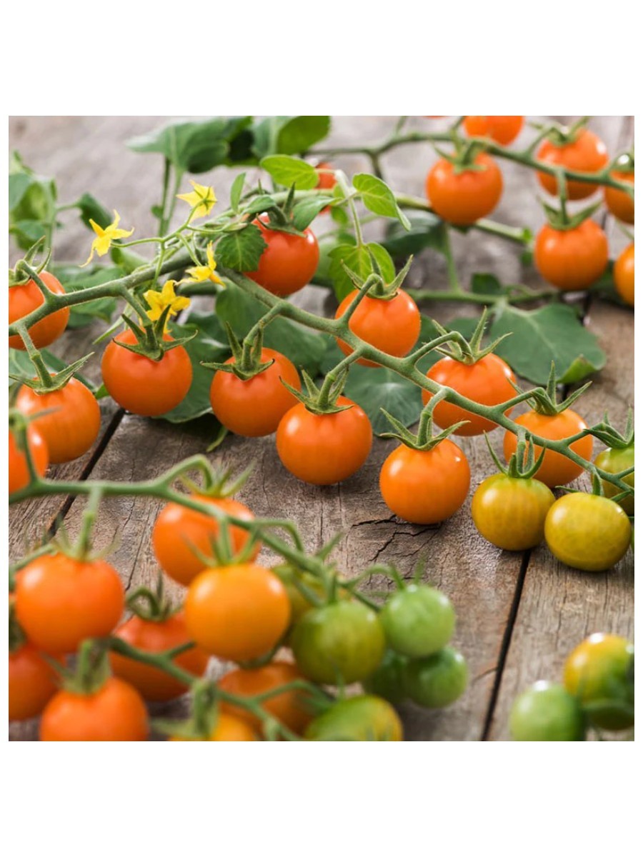 Yellow cherry tomatoes