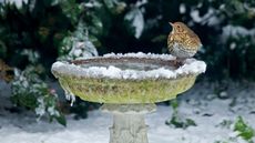 Bird bath in winter with a bird visiting