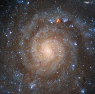 Hubble's image of IC 5332 shows the structure of some of the spiral arms obscured by clouds of dust.