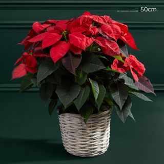 M&S poinsettia plant in basket