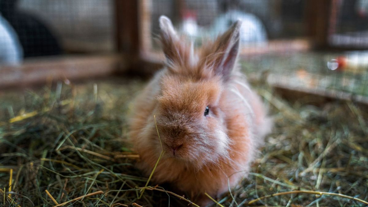 What do rabbits need in their cage? Brown rabbit sitting in a cage