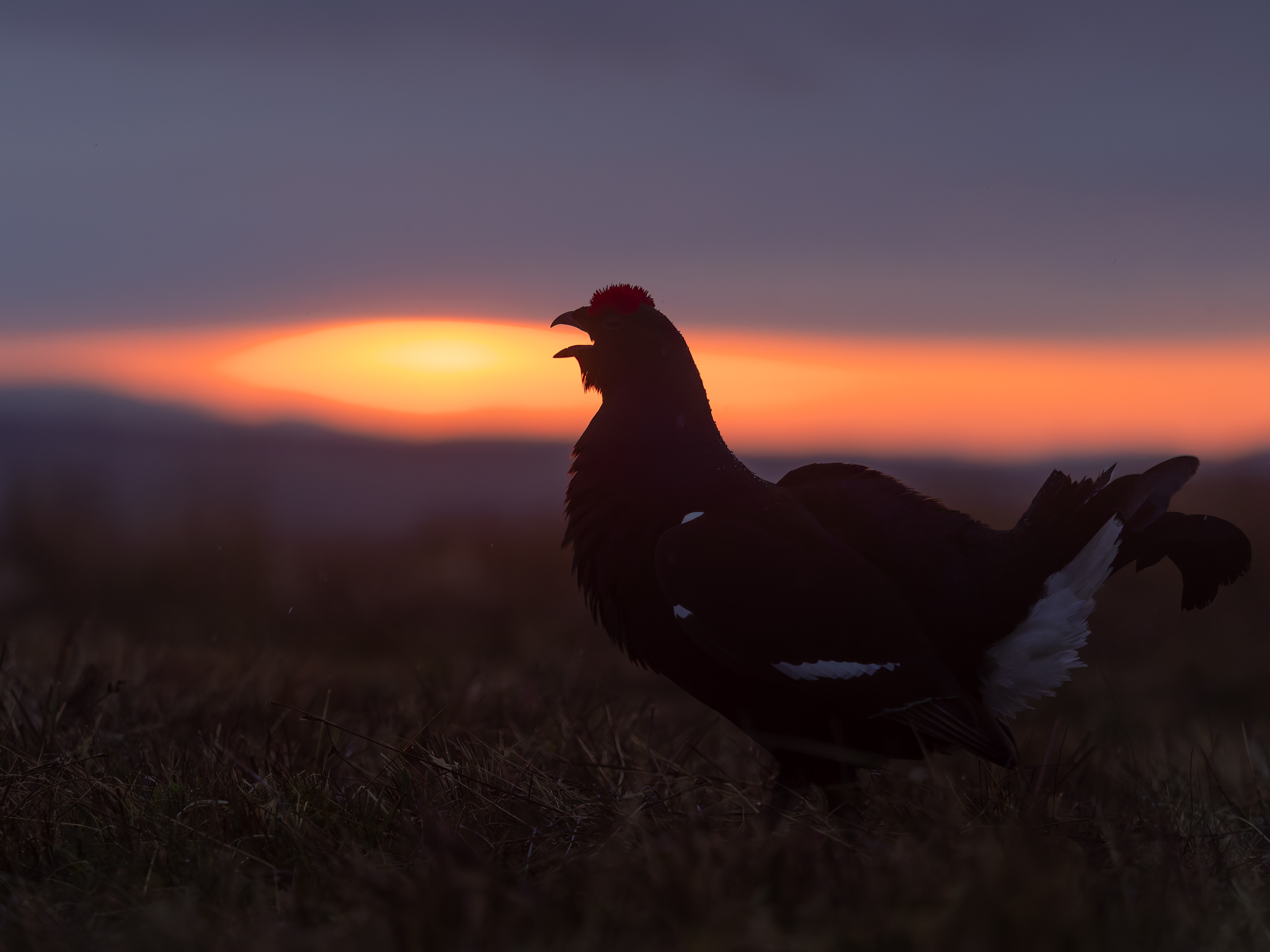 Photograph of a black grouse in silhouette against a fading sunset, captured by wildlife photographer Espen Helland, who will be speaking at The Photography &amp;amp; Video Show 2026