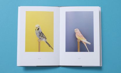 英国肖像画家卢克·斯蒂芬森在他的新书中把镜头转向了鸟类