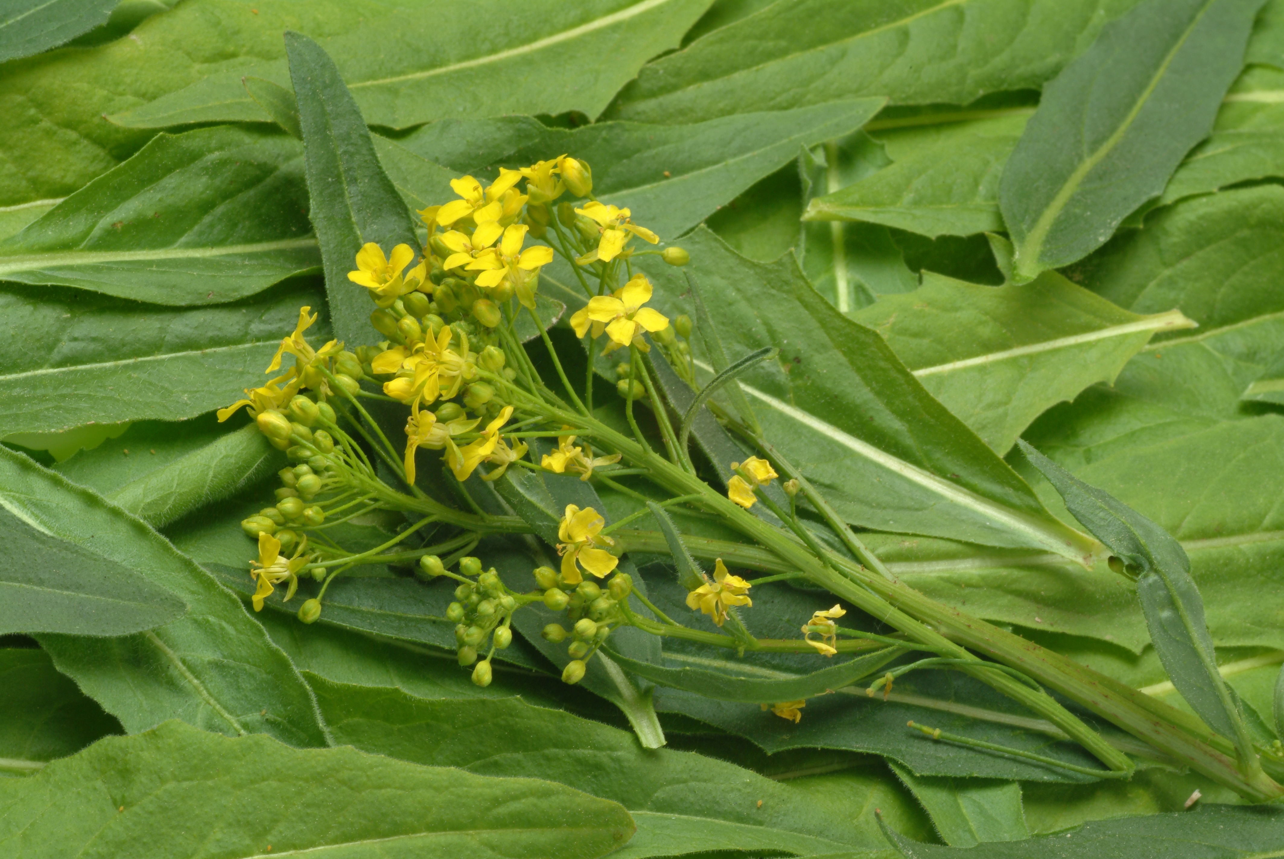 Turkish Warty Cabbage, aka Turkish rocket (Bunias orientalis).
