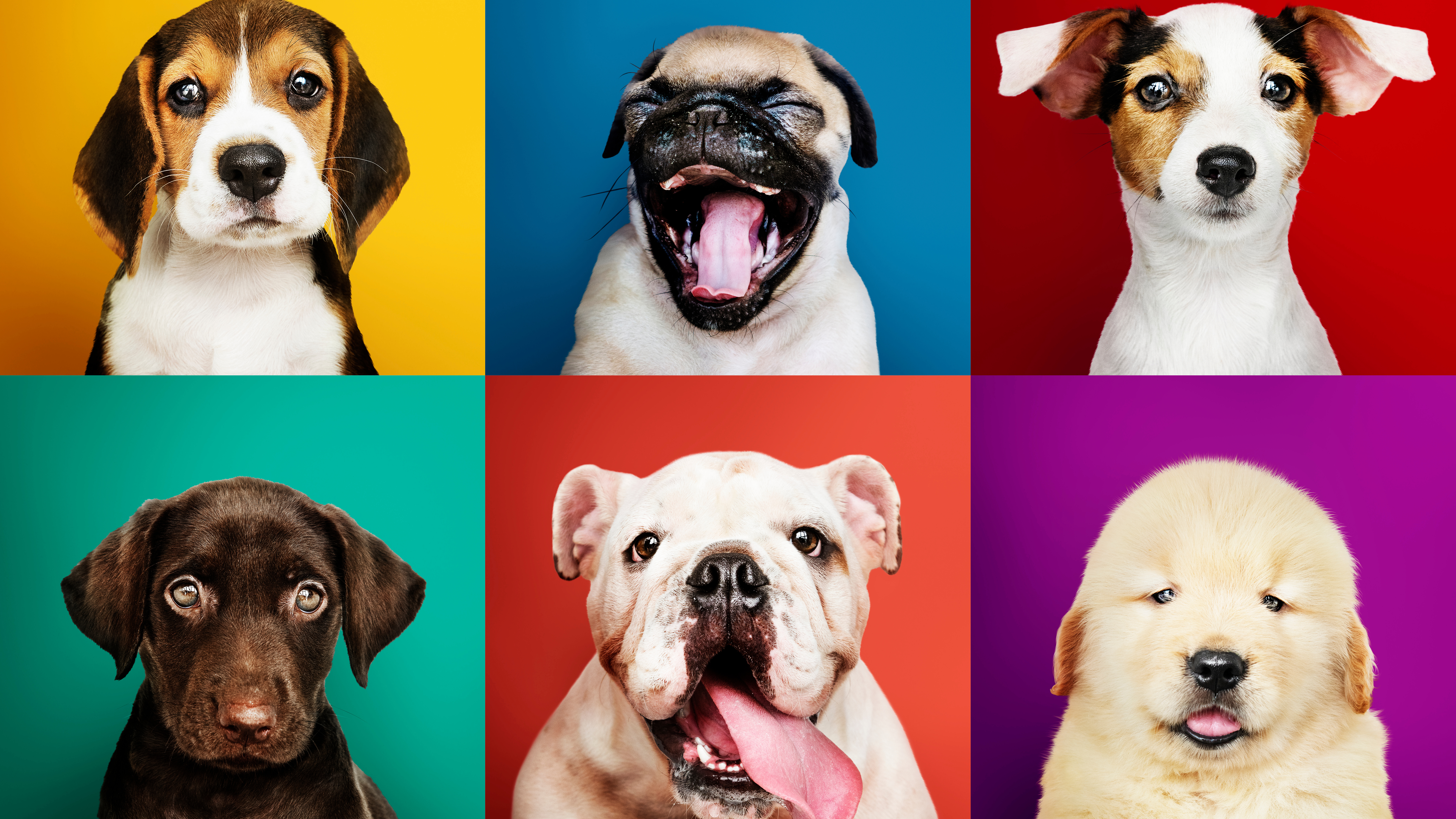 Portrait collection of adorable puppies