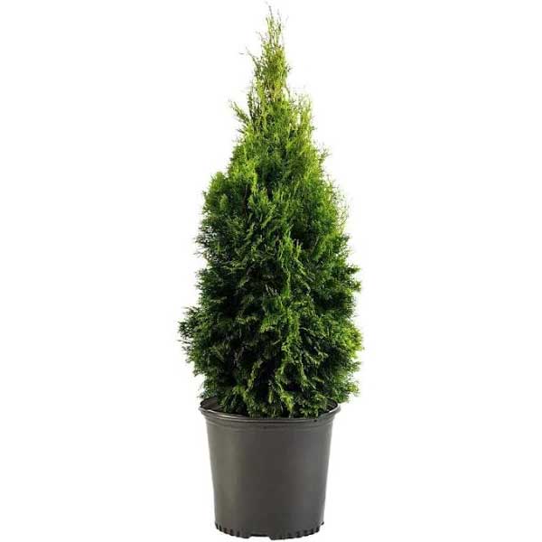 emerald green arborvitae