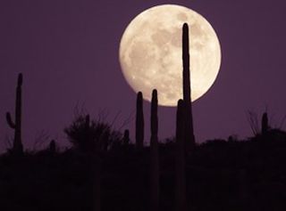 arizona bats moon