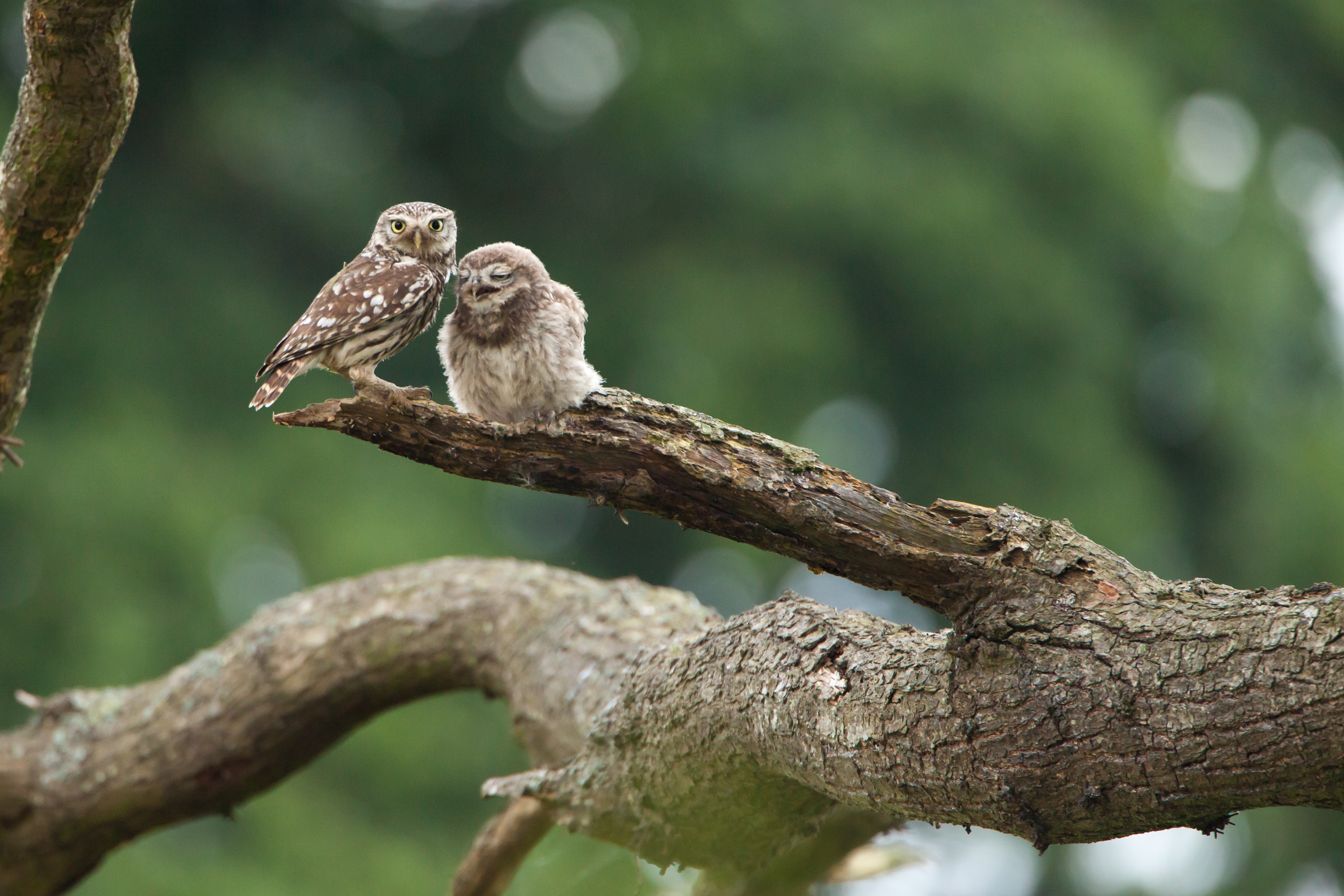 Little Owl adult and young, on branch of tree, summer, Wales, Powys, UK