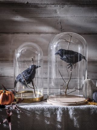 crows in bell jars