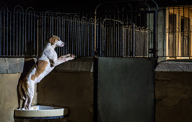 A VWH hound keeps watch on what&rsquo;s going on before dawn breaks