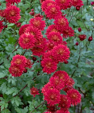 red upright flowers of the chrysanthemum variety ‘Brennpunkt’