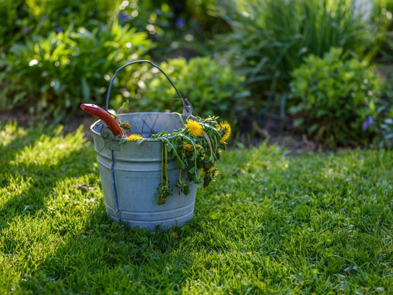 Metal Bucket Full Of Weeds