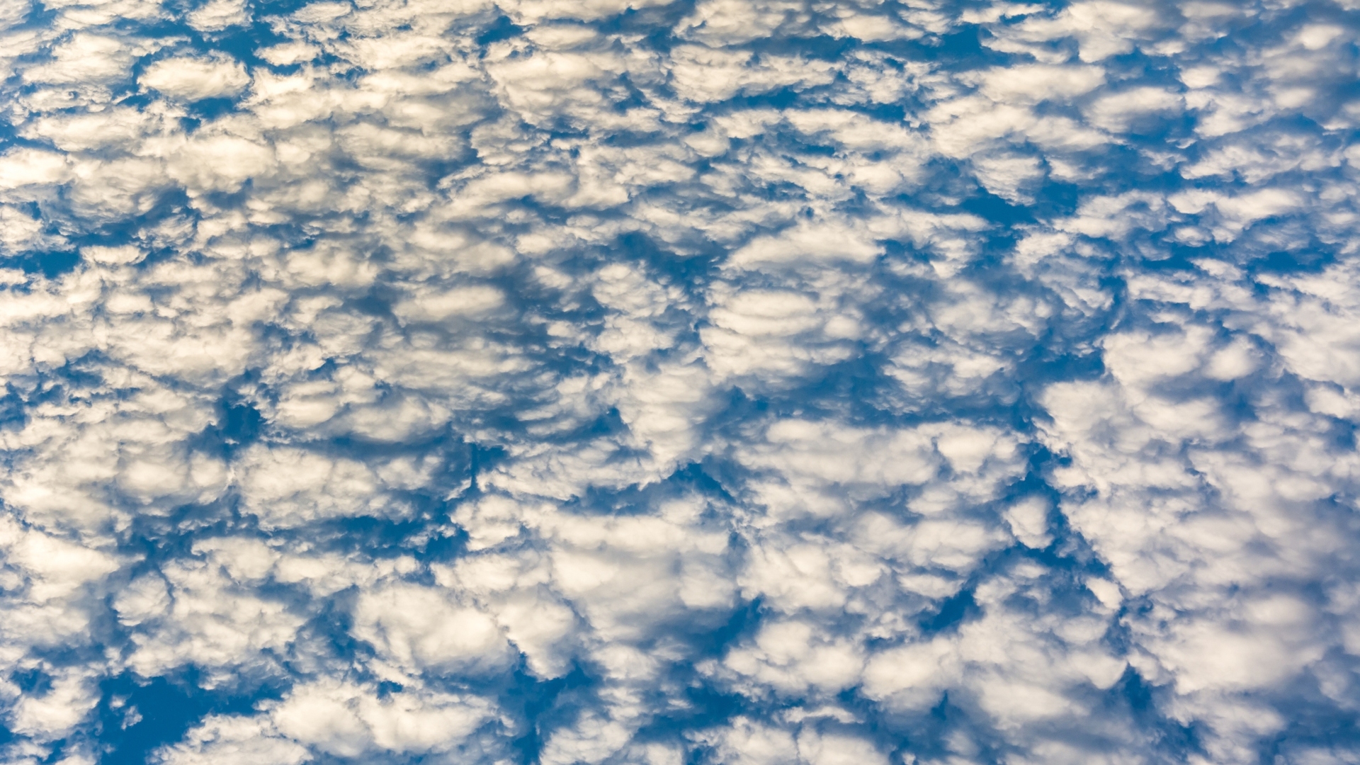 Blue sky with lots of fluffy clouds in the morning.