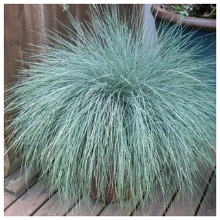 Festuca Beyond Blue™ Ornamental Fescue from Jackson & Perkins