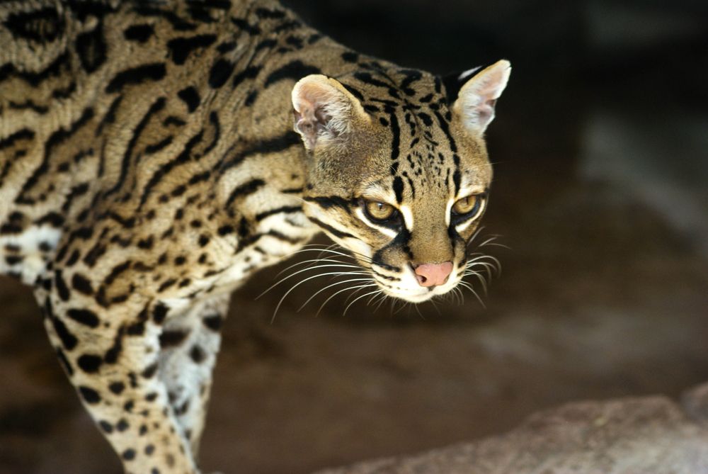 facts-about-ocelots-live-science