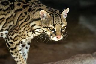 how much does it cost to buy an ocelot