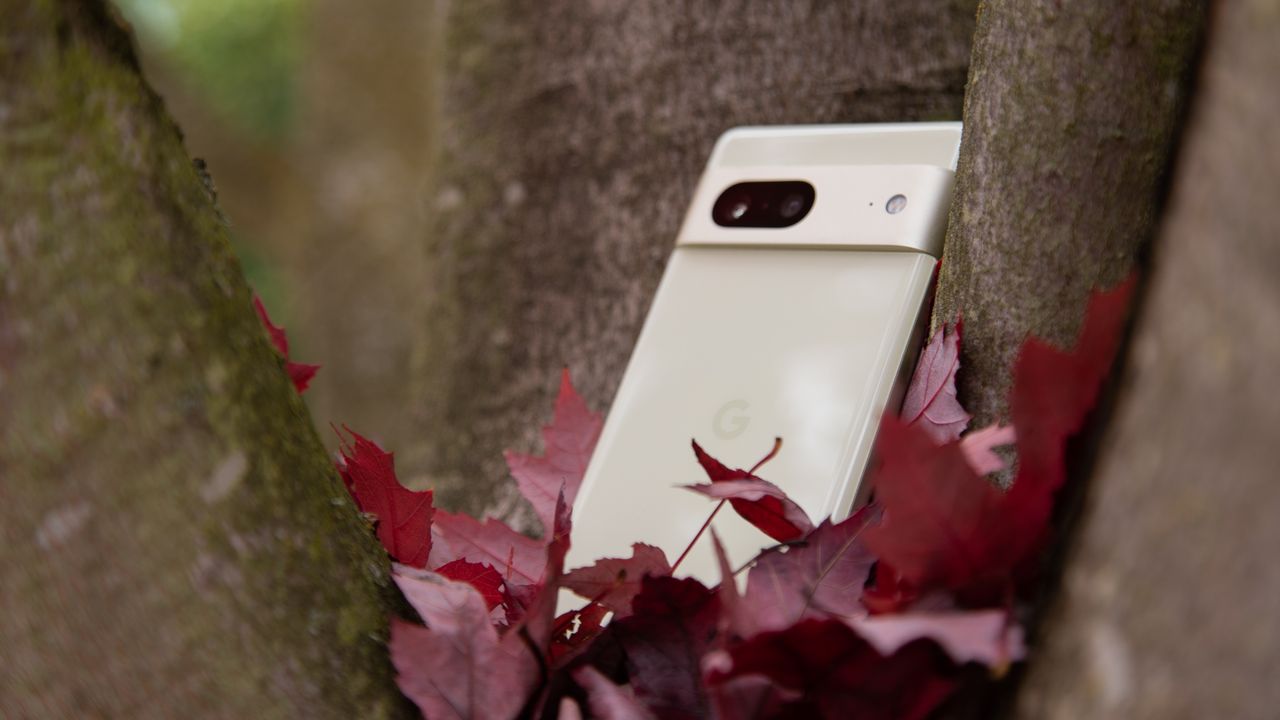 The Pixel 7 in a tree