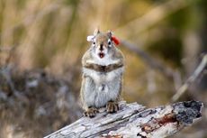 Squirrel protects its territory