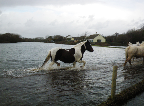 Christchurch flood horses