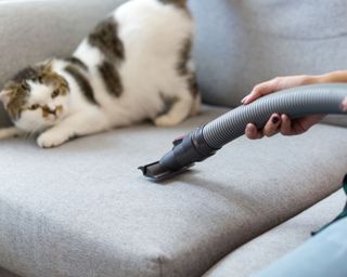 how to get rid of fleas - a cat and a vacuum - GettyImages-1128355339