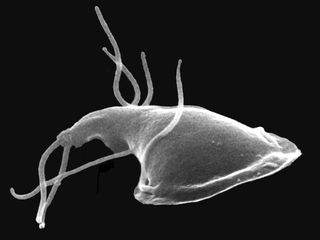 This image, made using a scanning electron microscope, shows the free-swimming protozoan Giardia, which causes diarrhea and other symptoms when it infects the small intestine, often as a result of contaminated drinking water.