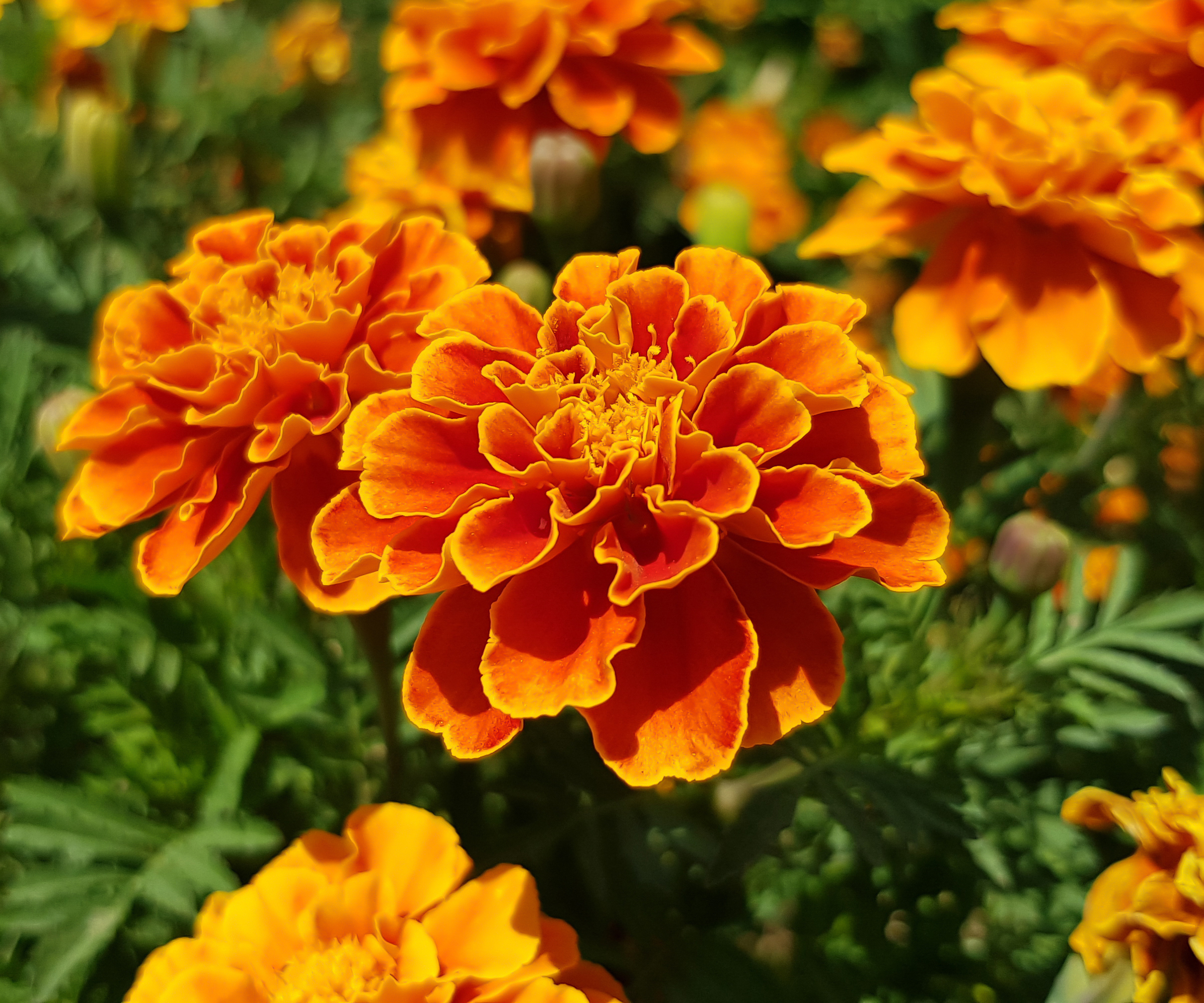 Orange French marigolds