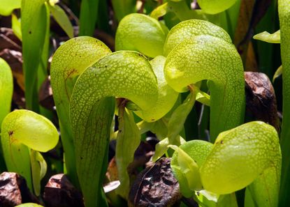 Green Cobra Lily Plant