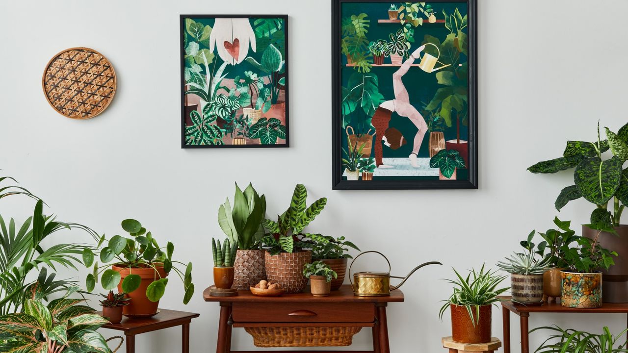 Potted houseplants in a Mid-century living room