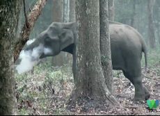 A smoke-breathing elephant in India