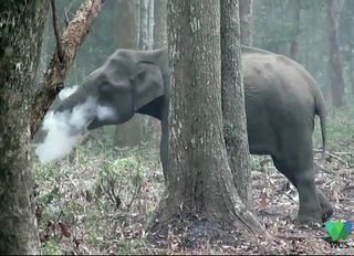 This elephant was seen blowing out smoke while eating in India's Nagarahole National Park.