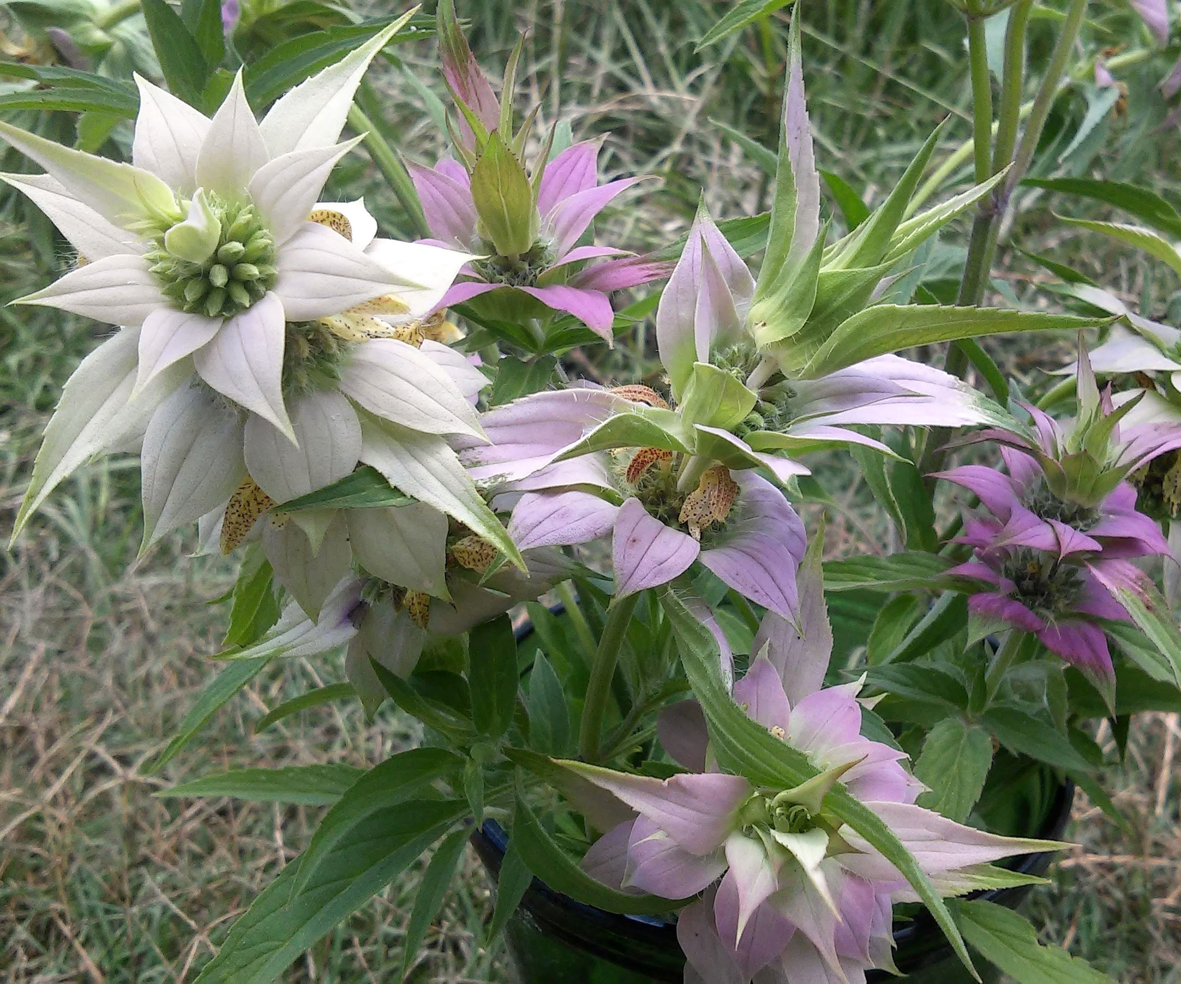 spotted bee balm in bloom with pink and white flowers