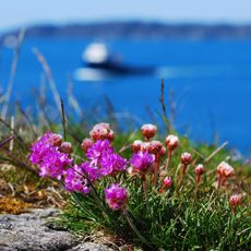 Spring flowers on west coast of Norway.