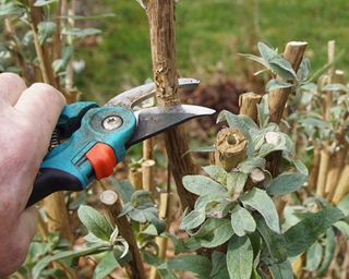 butterfly bush being pruned with secateurs in late spring