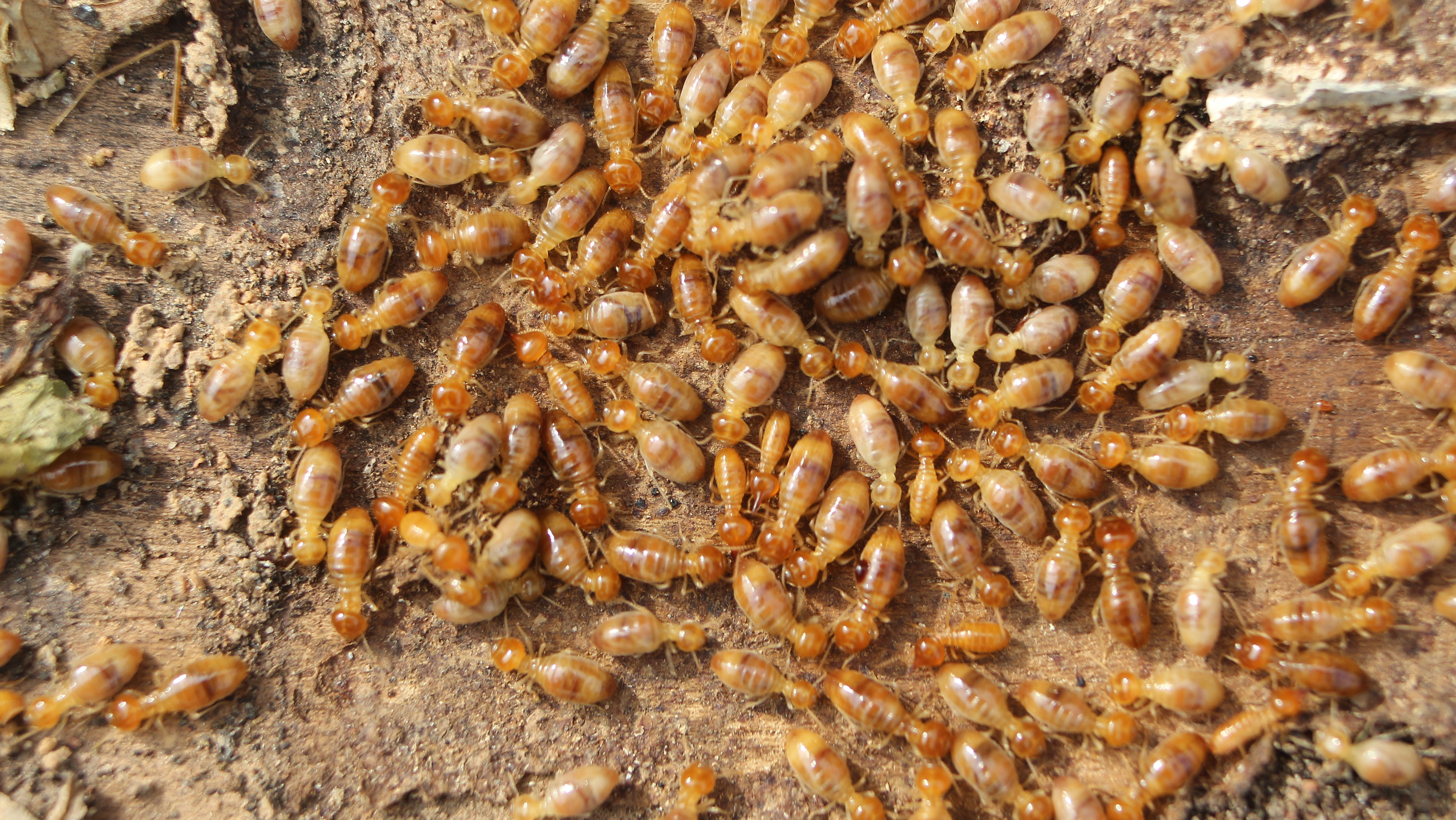 A swarm of termites on a wooden surface