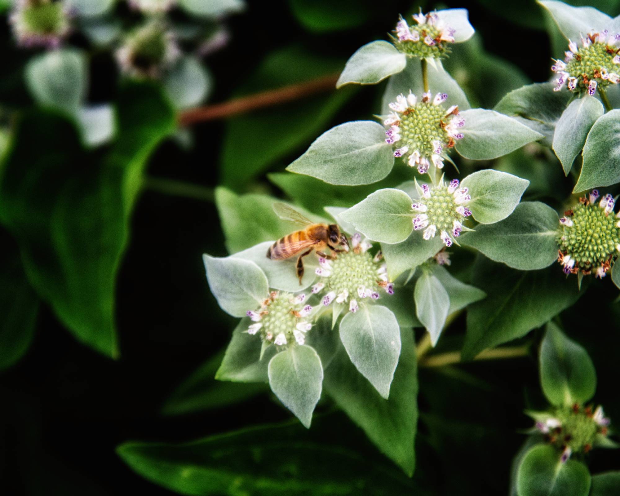 Bee on mountain mint plant