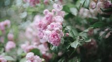 Pink rambling rose growing in a garden 