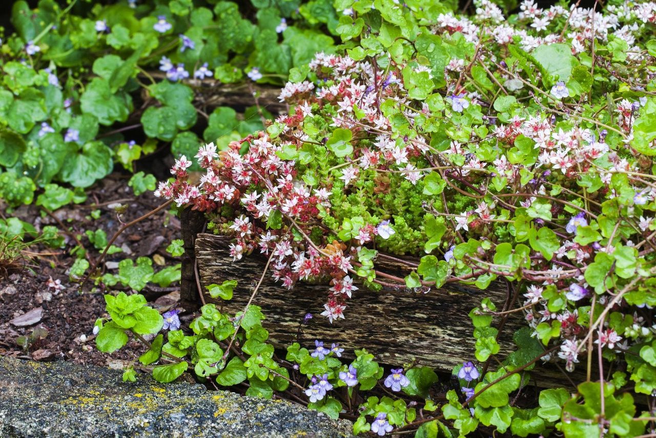 English Stonecrop